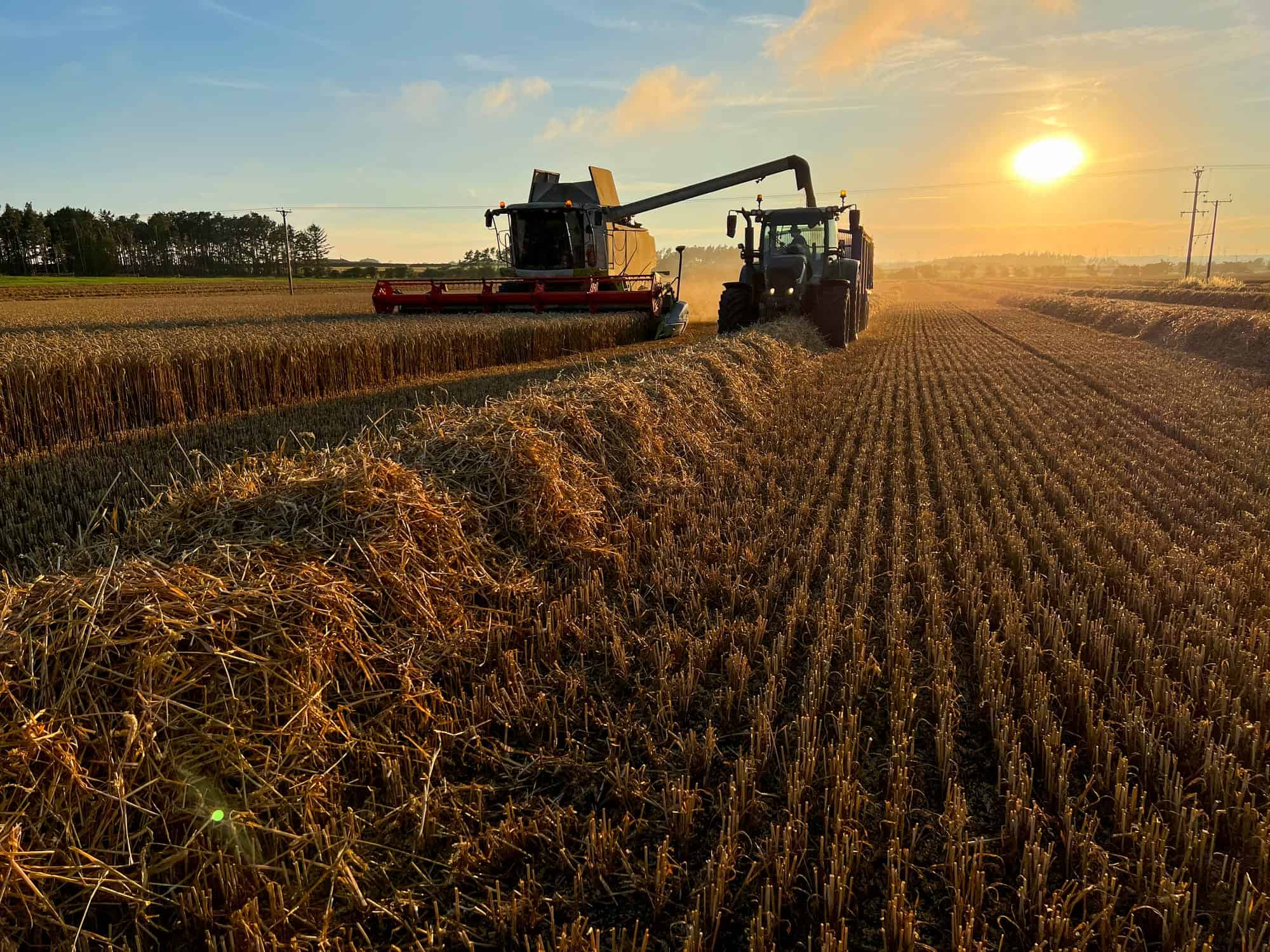 Harvester working in a golden wheat field at sunset.